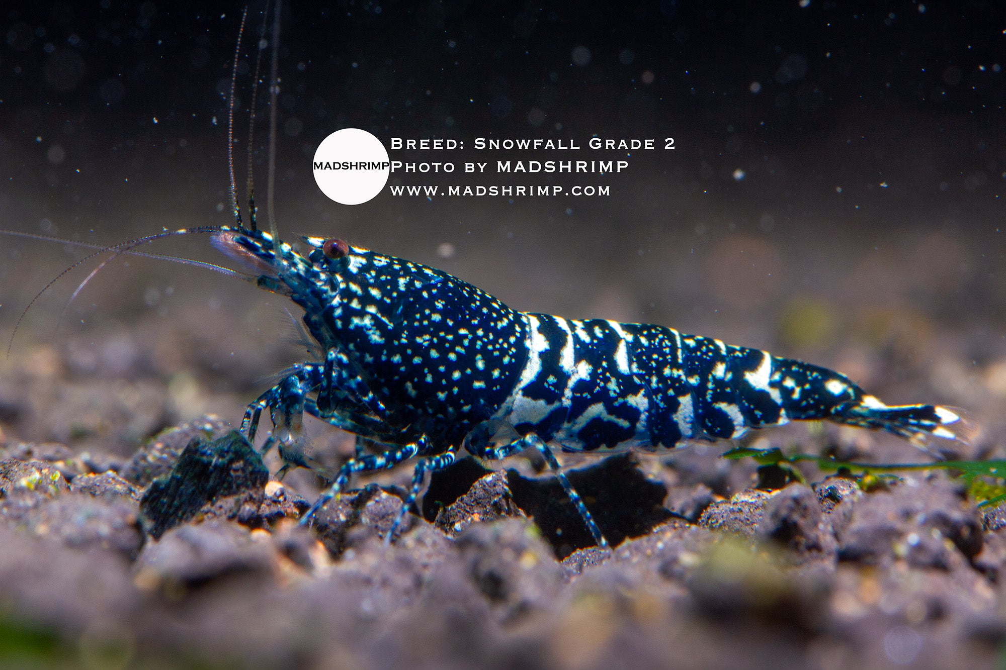 Black Snowfall Caridina shrimp grade 2