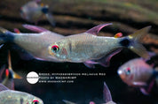 Heliacus Red tetra (Hyphessobrycon sp.), photo 2