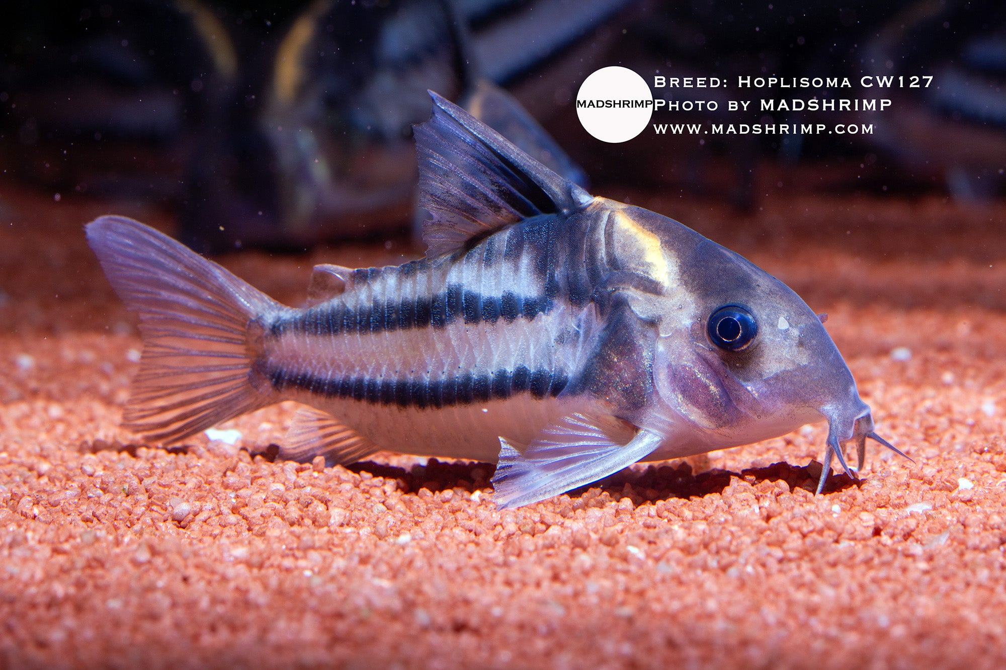 Corydoras parallelus CW127 (Hoplisoma)