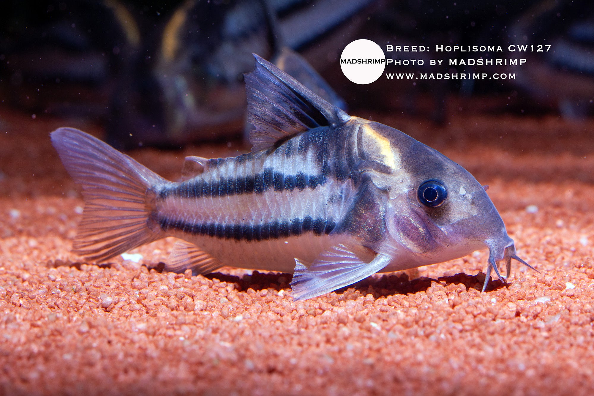 Hoplisoma Parallelus CW127