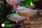 Hyphessobrycon Heliacus Red
