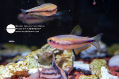 Inpaichthys Kerri [Captive]