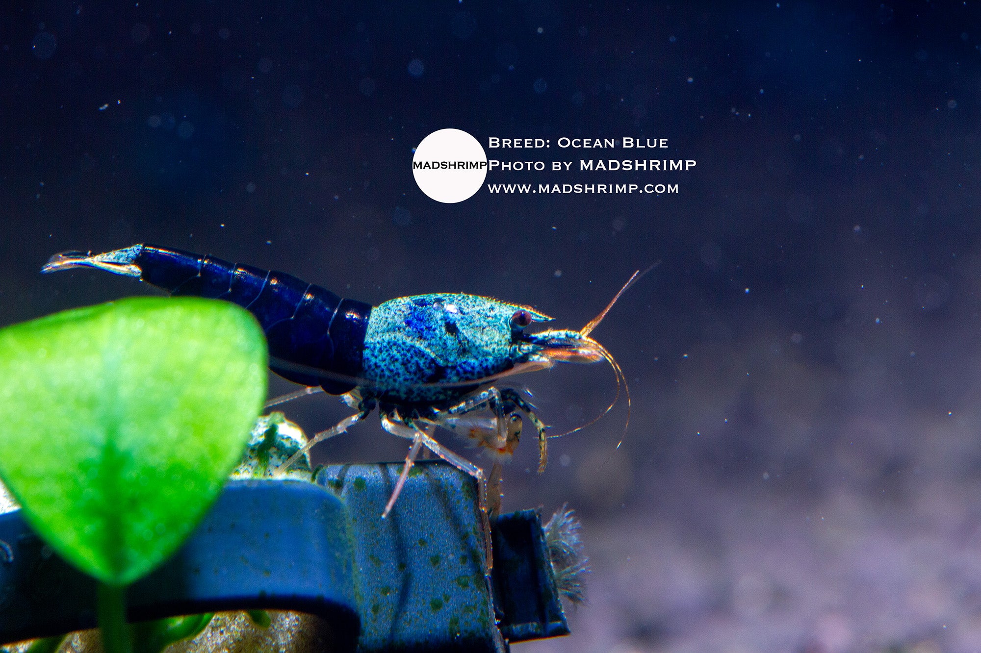 Ocean Blue Caridina shrimp