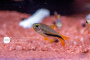 Black Arrow tetra (Inpaichthys luizae) captive bred