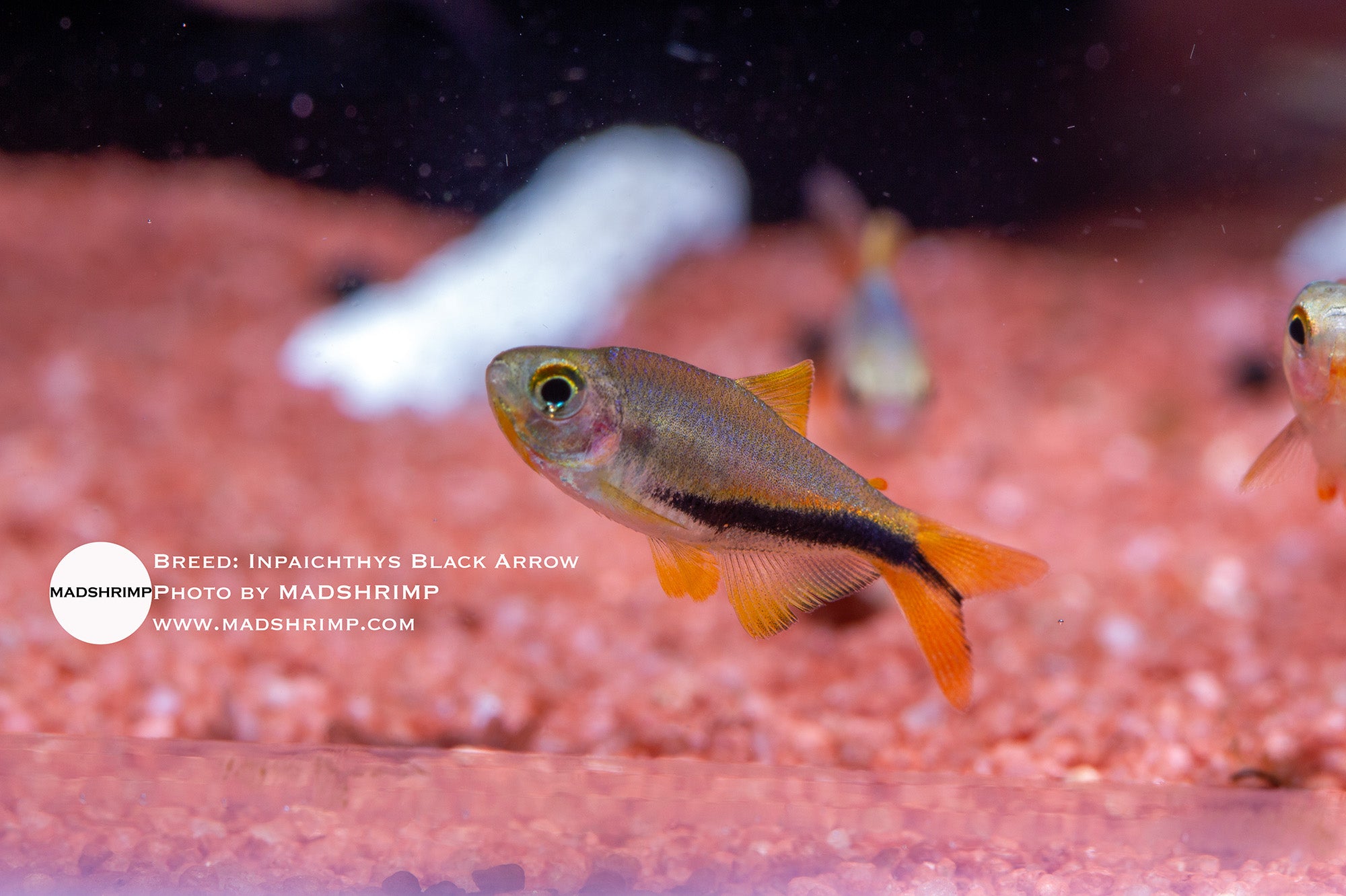 Black Arrow tetra (Inpaichthys luizae) captive bred