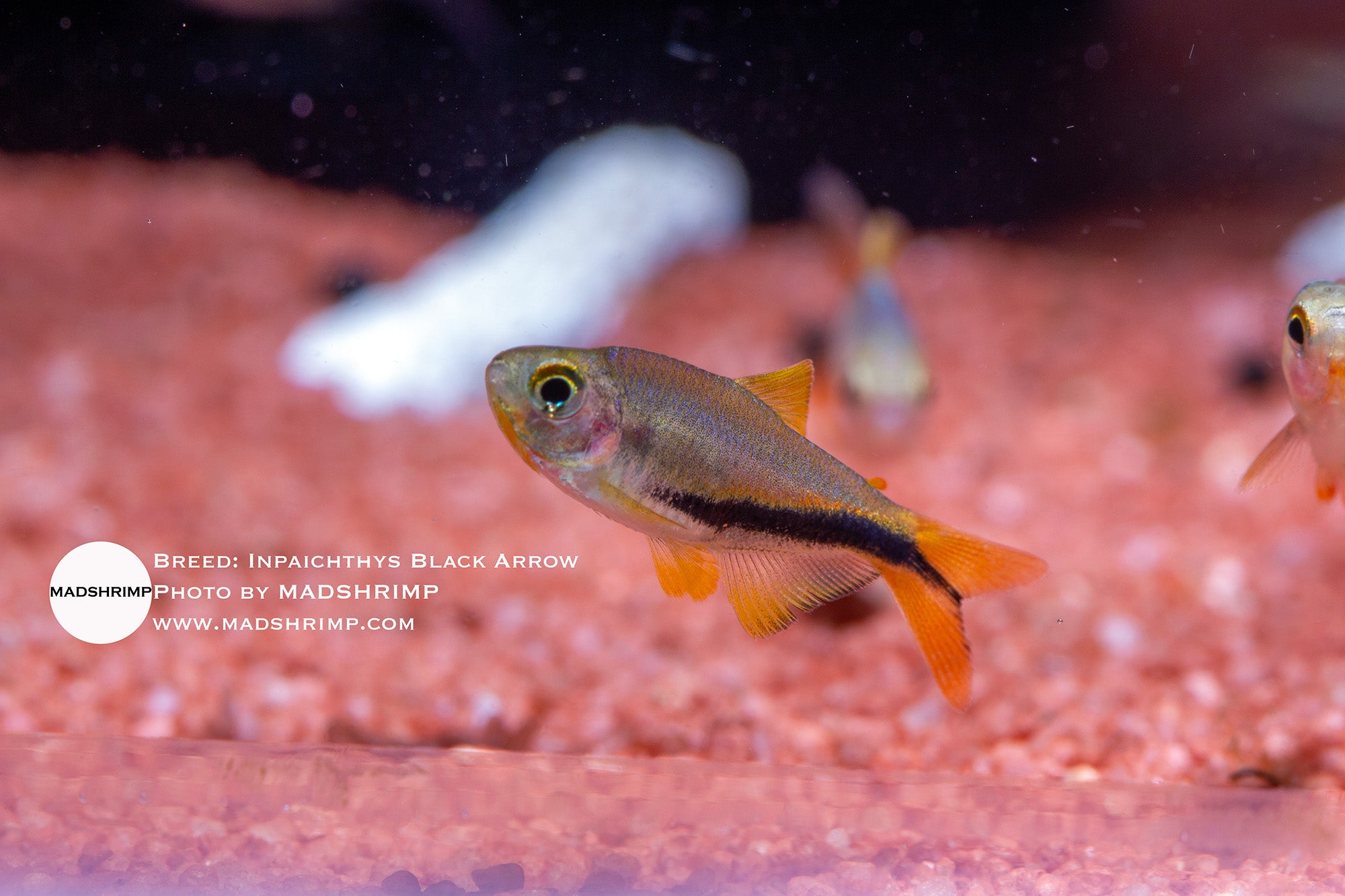 Black Arrow tetra (Inpaichthys luizae) captive bred