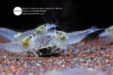 Caridina Multidentata