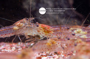 Amano shrimp (Caridina multidentata) – Red