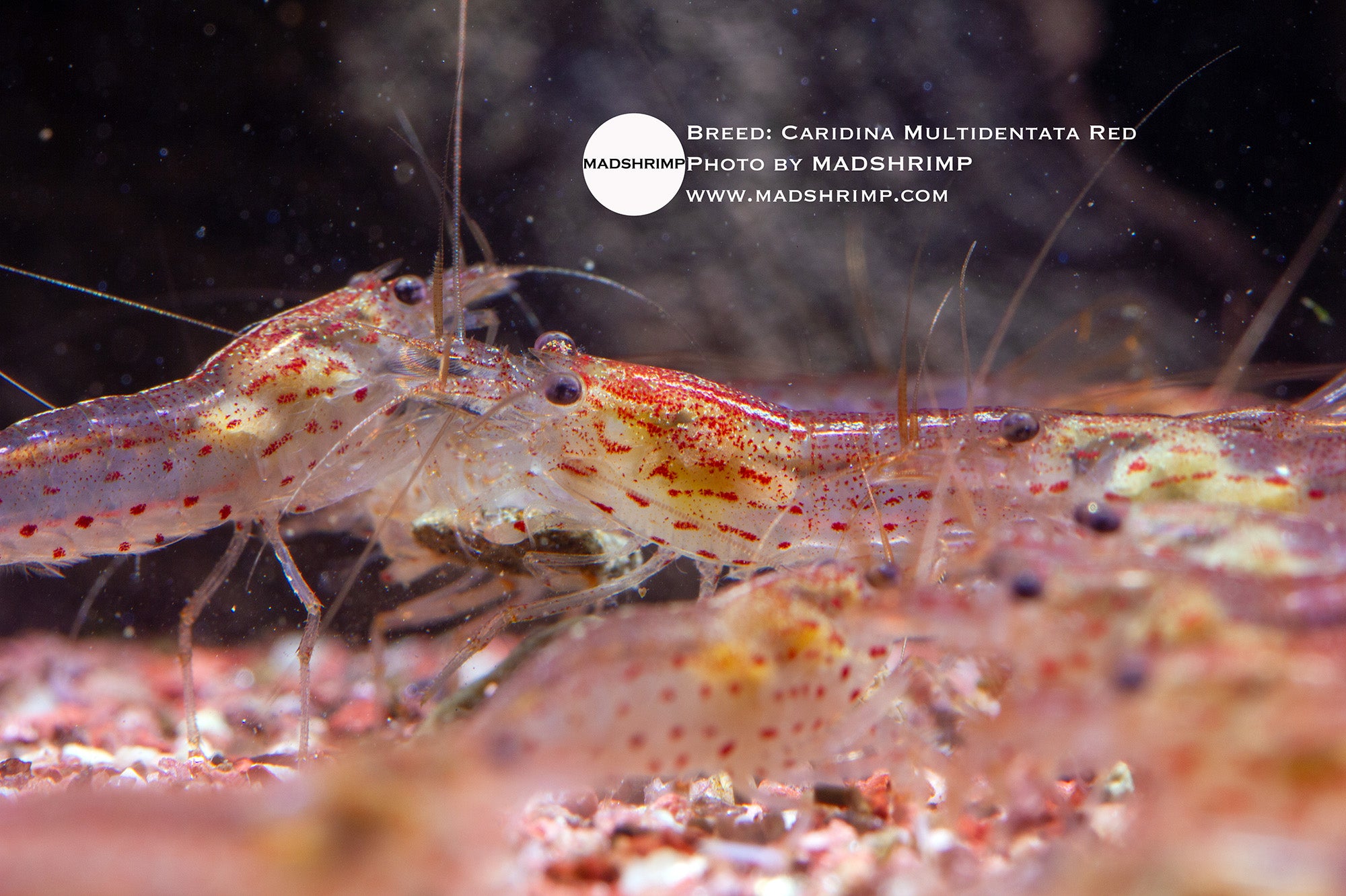 Amano shrimp (Caridina multidentata) – Red