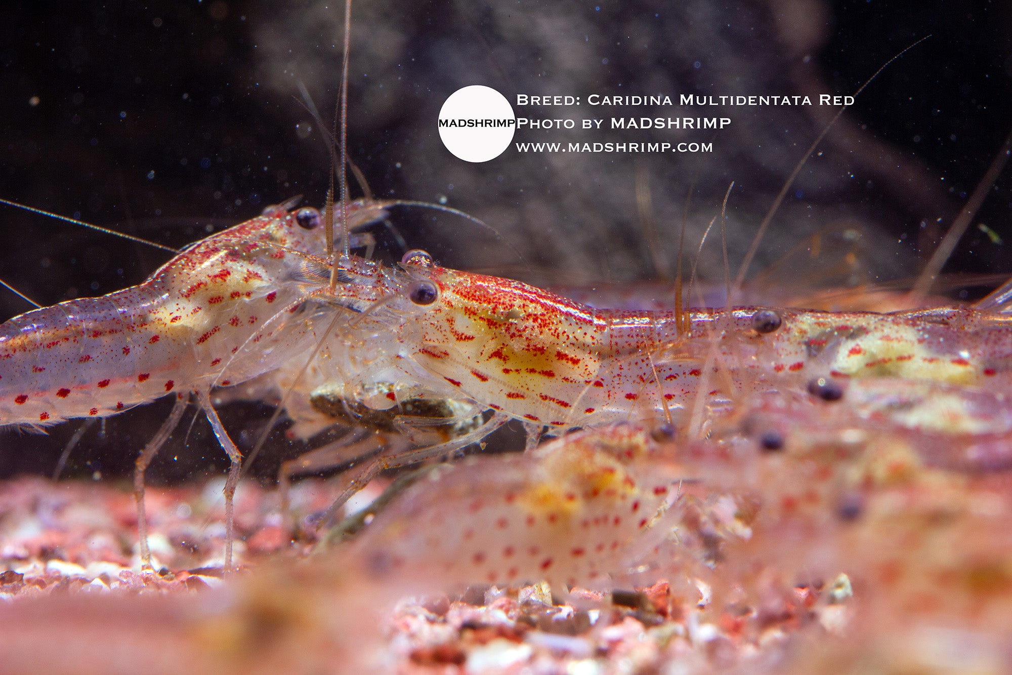 Amano shrimp (Caridina multidentata) – Red