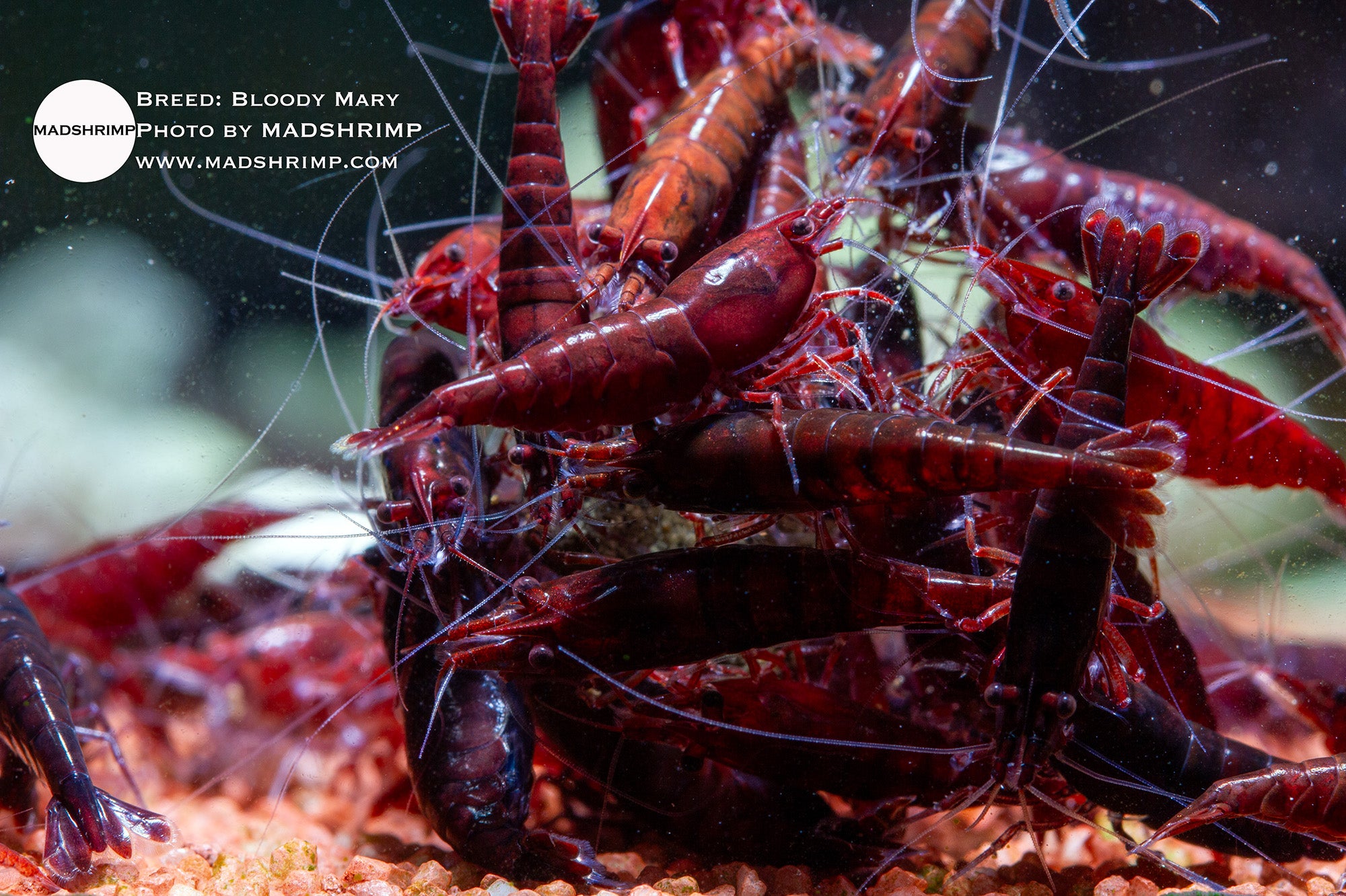 Bloody Mary Neocaridina shrimp
