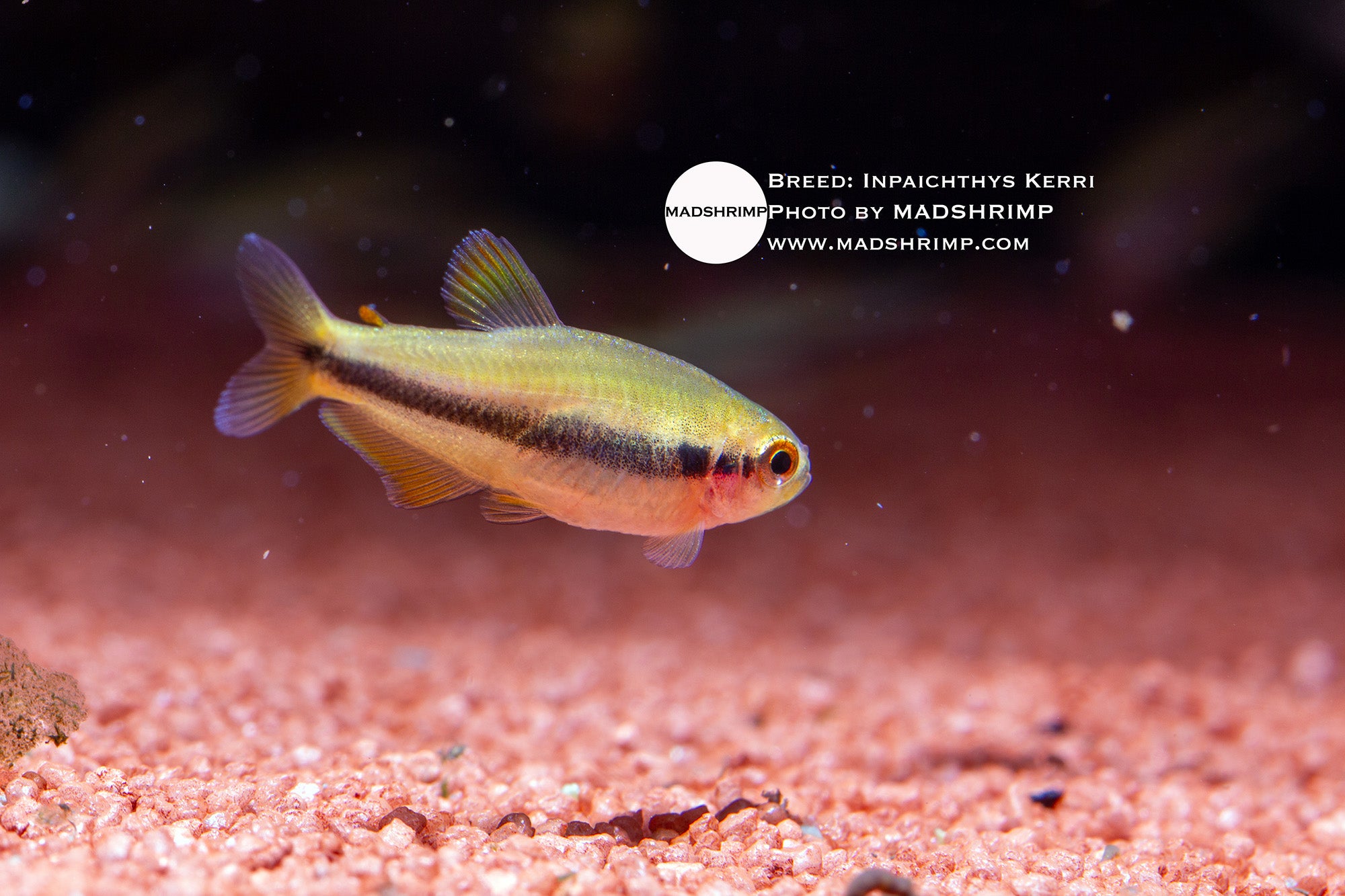 Kerri tetra (Inpaichthys kerri) captive bred, photo 2