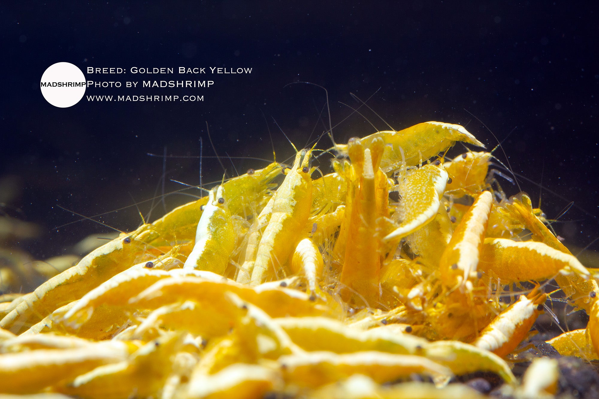 Golden Back Yellow Neocaridina shrimp