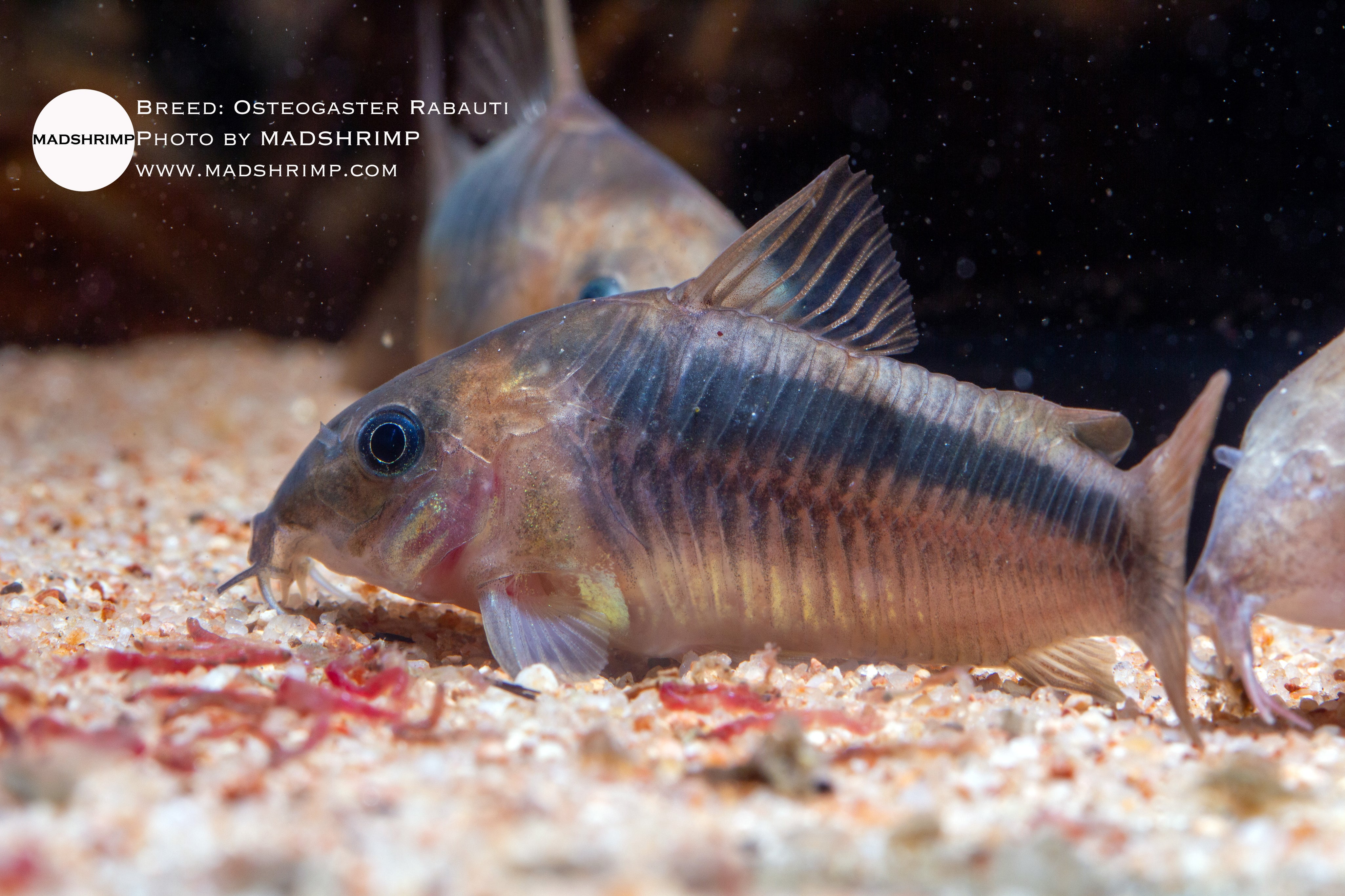 Corydoras rabauti (Osteogaster rabauti)