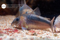 Osteogaster Rabauti