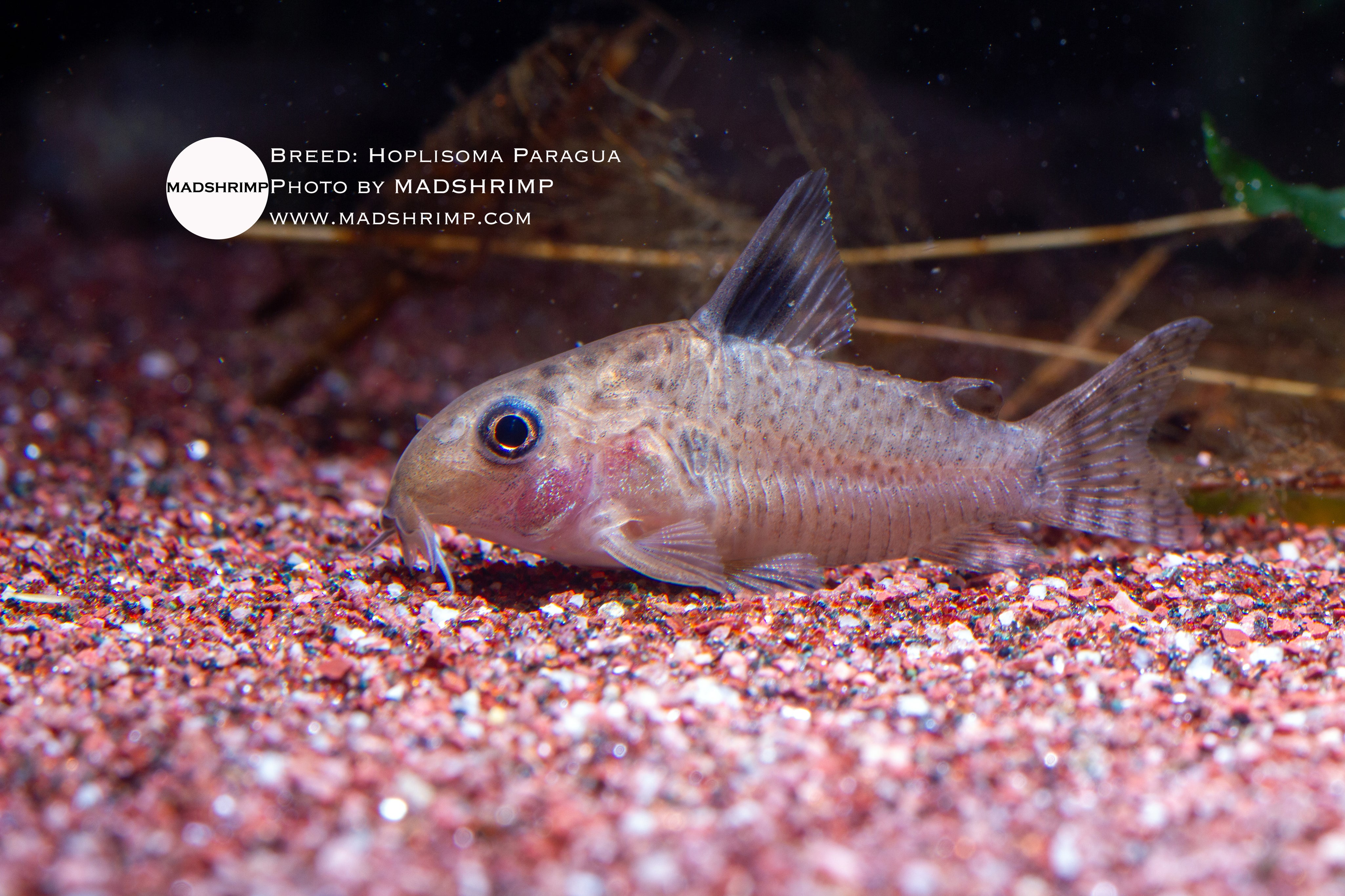 Paragua Corydoras (Hoplisoma paragua)
