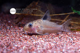 Hoplisoma Paragua