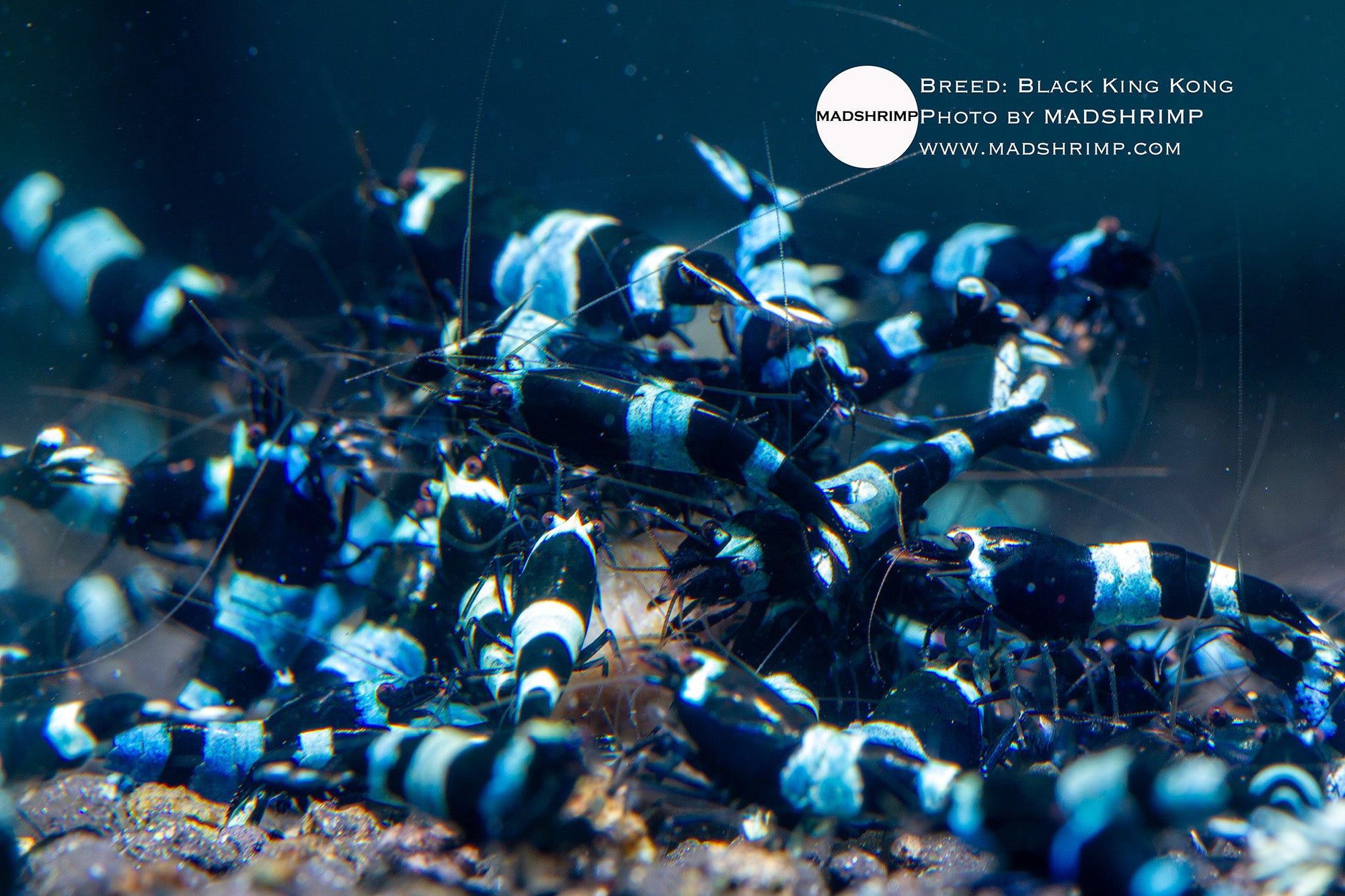 Black King Kong Taiwan Bee shrimp, photo 2