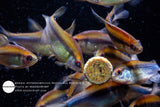 Hyphessobrycon Notidanos Red Eye 2 (Captive)