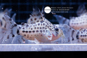 Knaacki Corydoras (Hoplisoma knaacki) captive bred, photo 2
