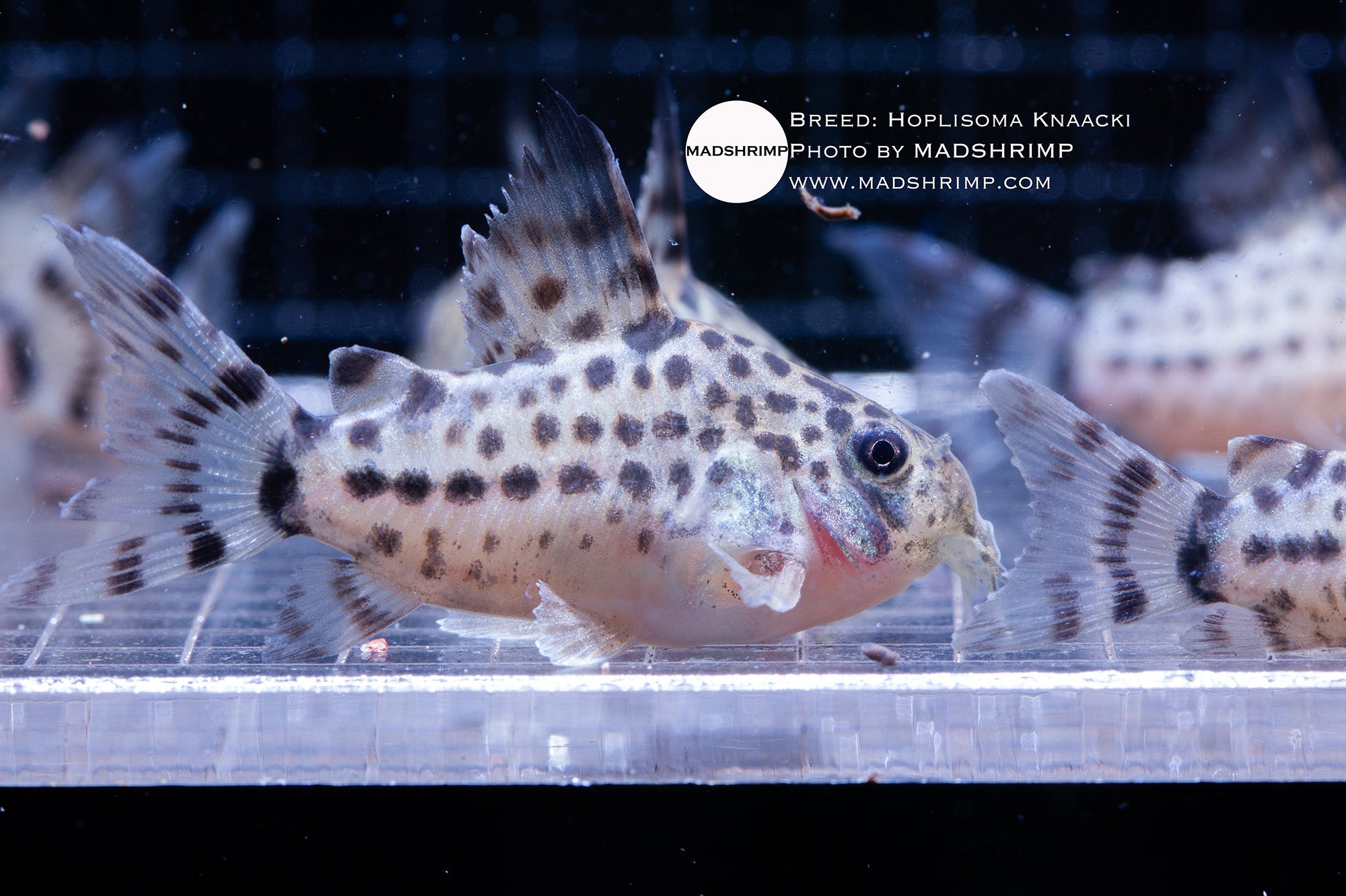 Knaacki Corydoras (Hoplisoma knaacki) captive bred, photo 2