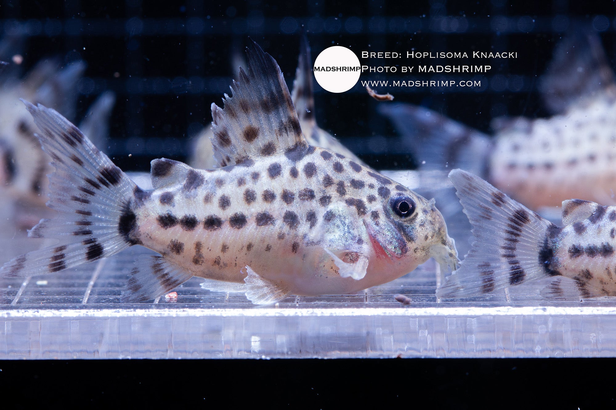 Knaacki Corydoras (Hoplisoma knaacki) captive bred, photo 2