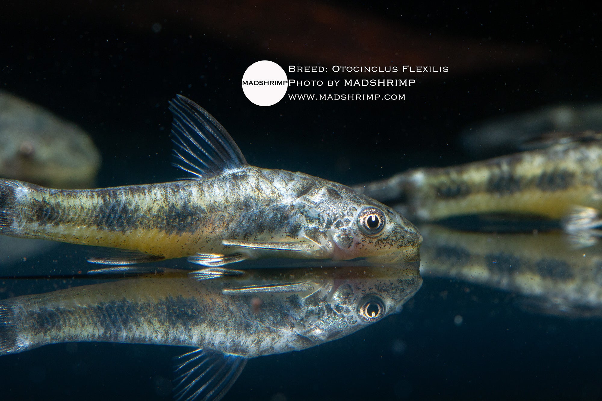 Otocinclus Flexilis