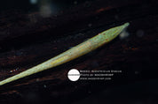 Acestridium discus Lime Whiptail algae-eating catfish