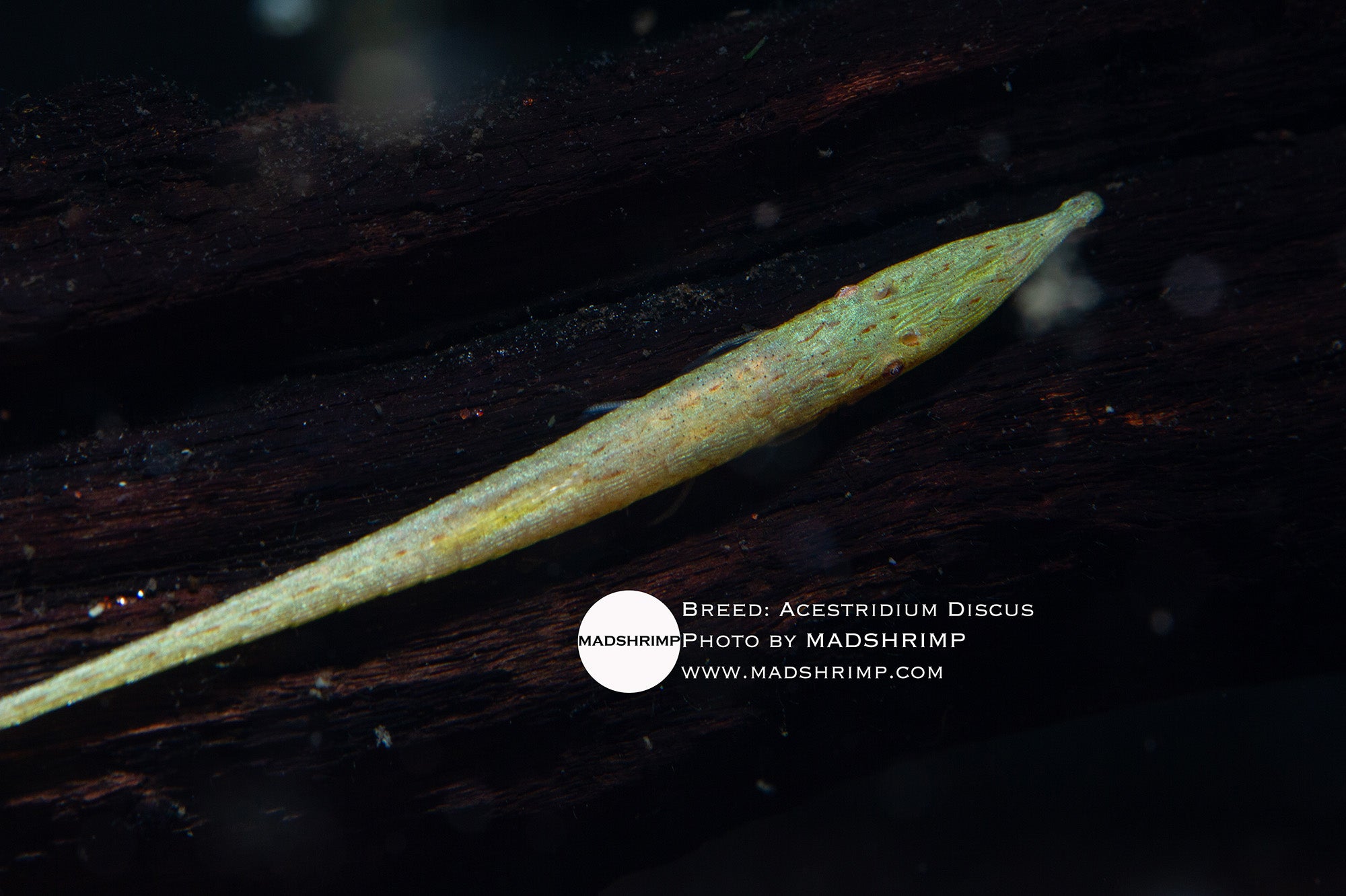 Acestridium discus Lime Whiptail algae-eating catfish