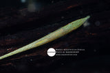 Acestridium Discus