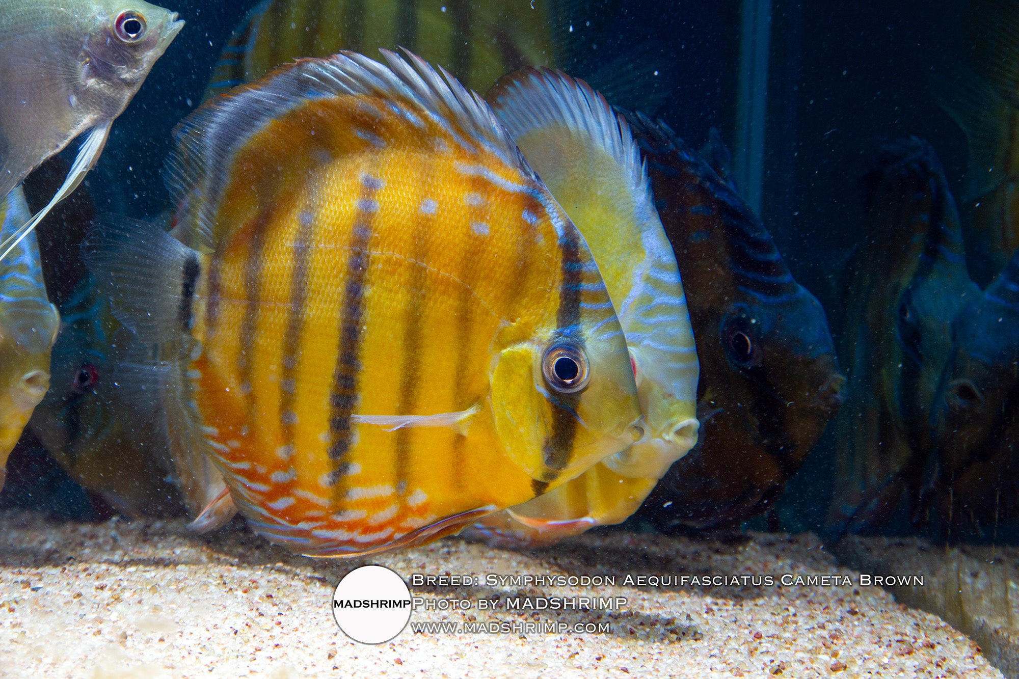 Symphysodon Aequifasciatus Cameta Brown