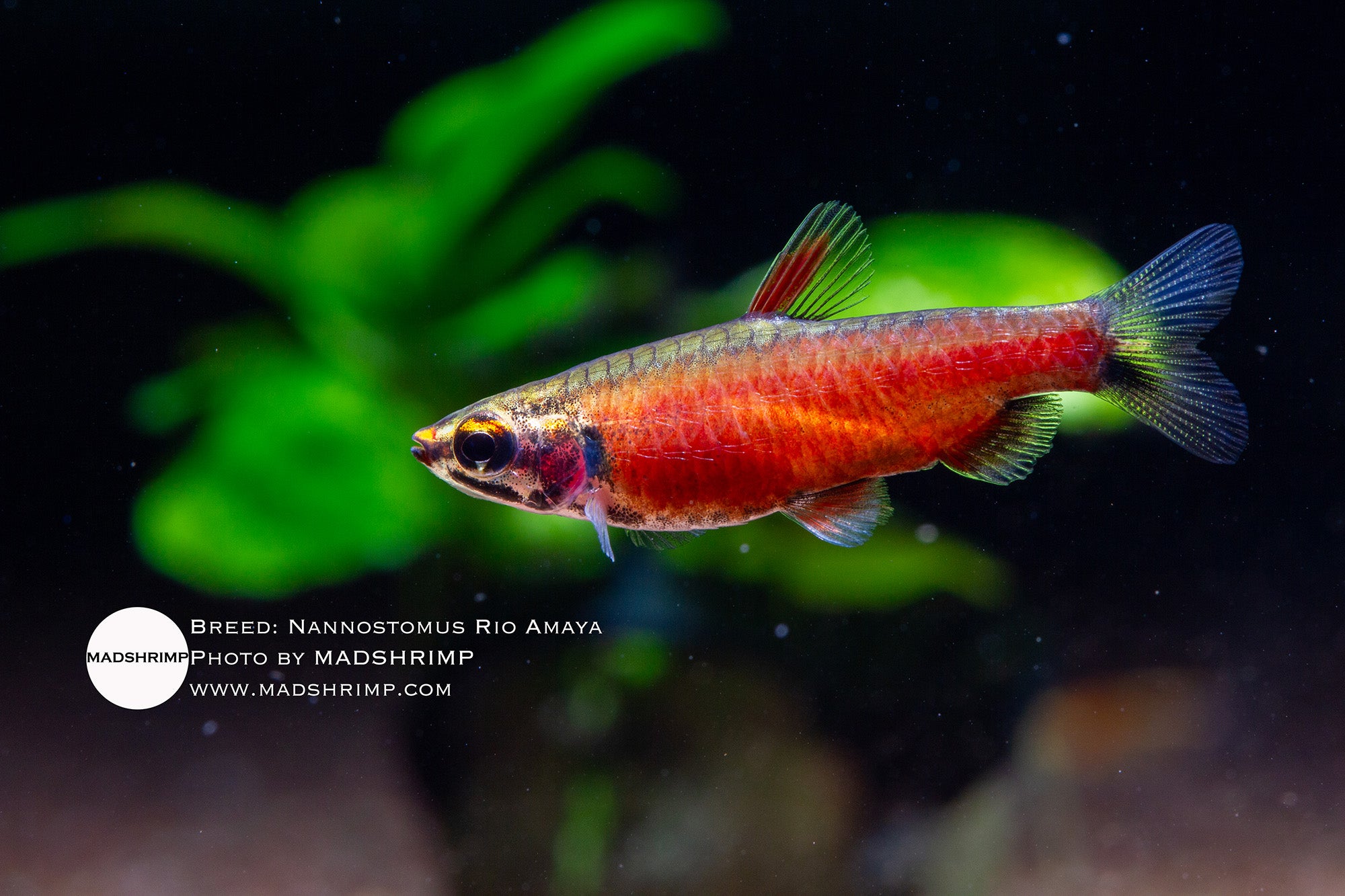 Nannostomus sp Rio Amaya