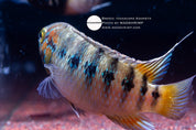 Adoketa cichlid (Ivanacara adoketa), photo 4