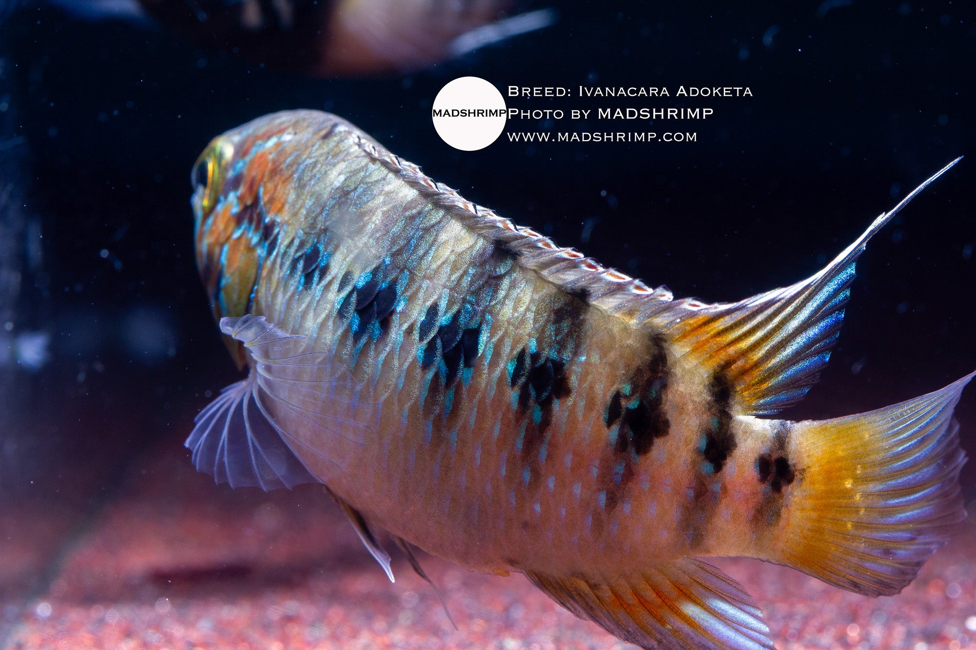 Adoketa cichlid (Ivanacara adoketa), photo 4