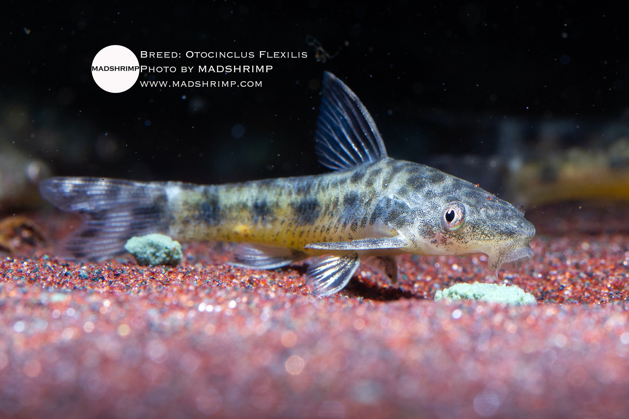 Otocinclus Flexilis