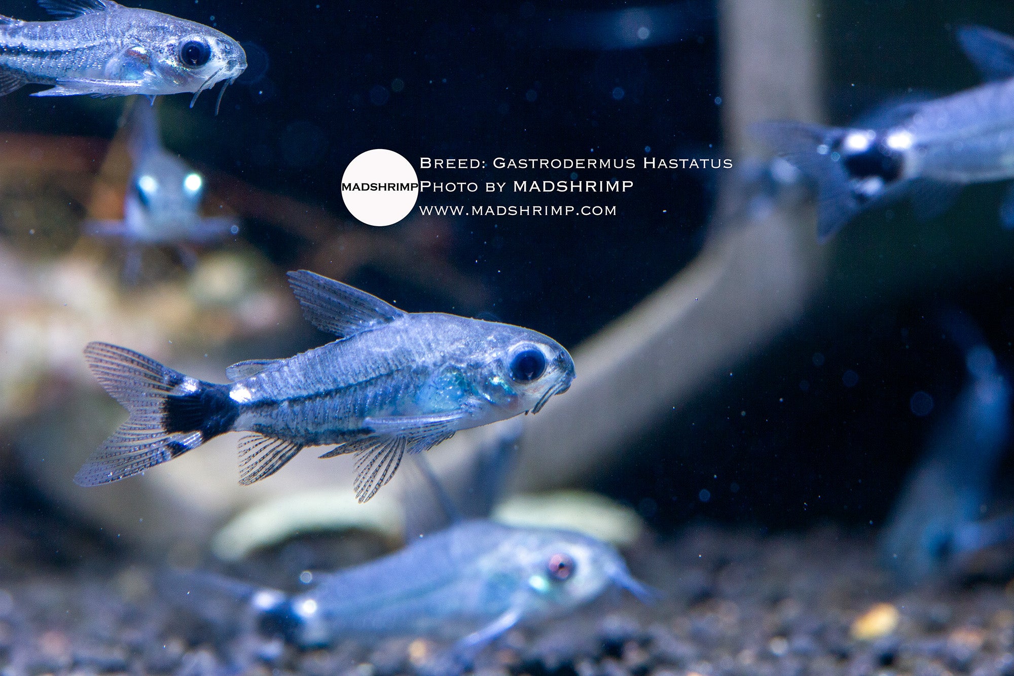 Dwarf tail spot Corydoras (Gastrodermus hastatus)