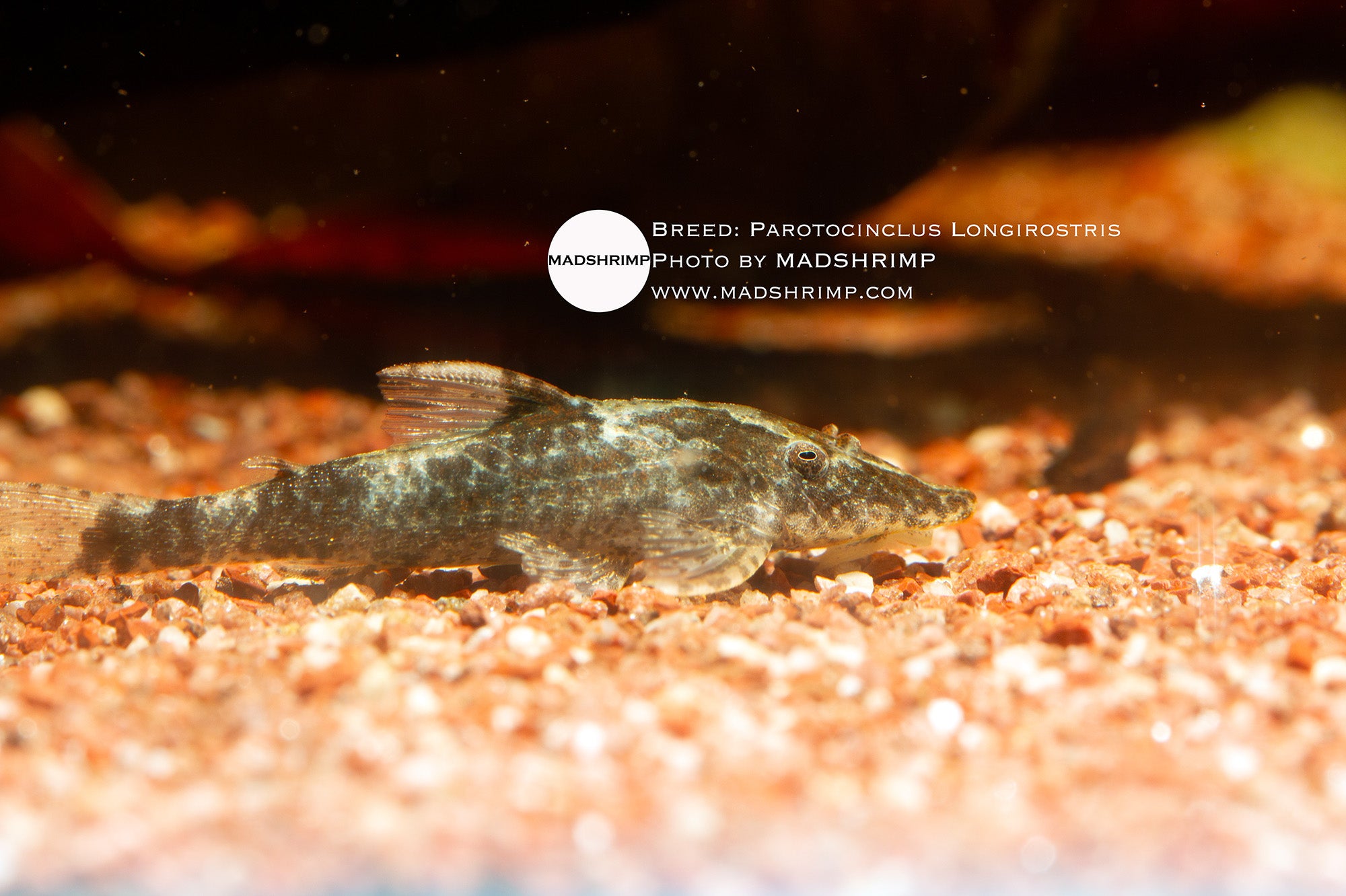 Parotocinclus longirostris nano algae-eating catfish