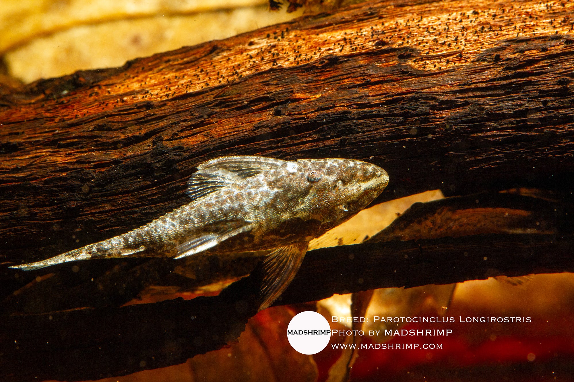 Parotocinclus Longirostris