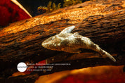 Parotocinclus longirostris on substrate
