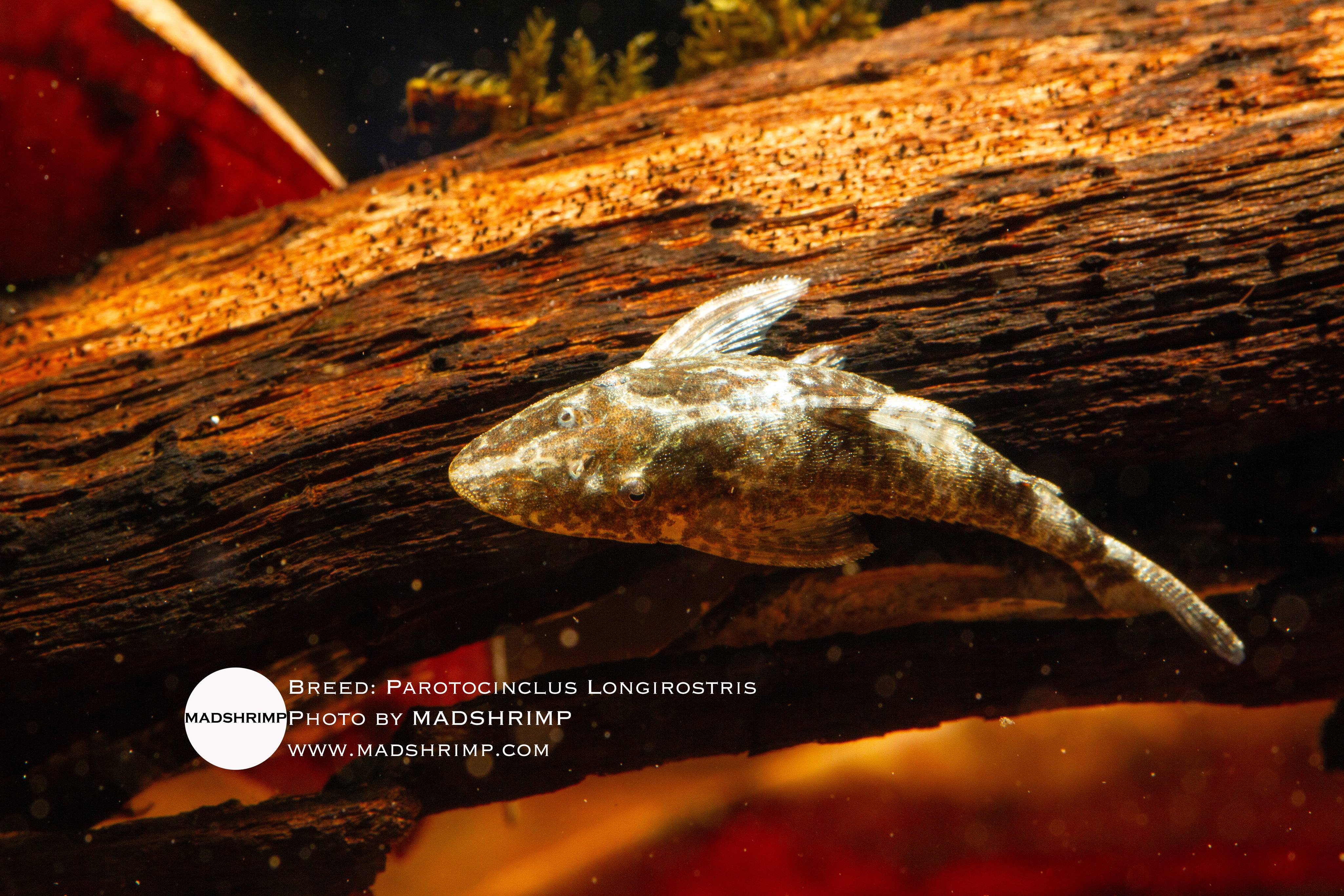 Parotocinclus longirostris on substrate