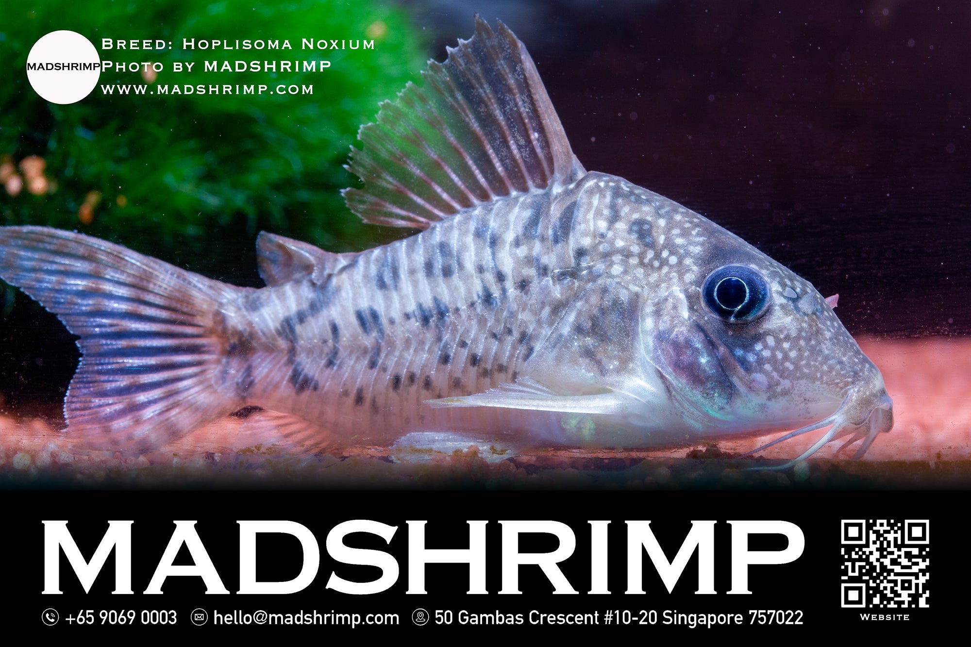 Hoplisoma Noxium CW155