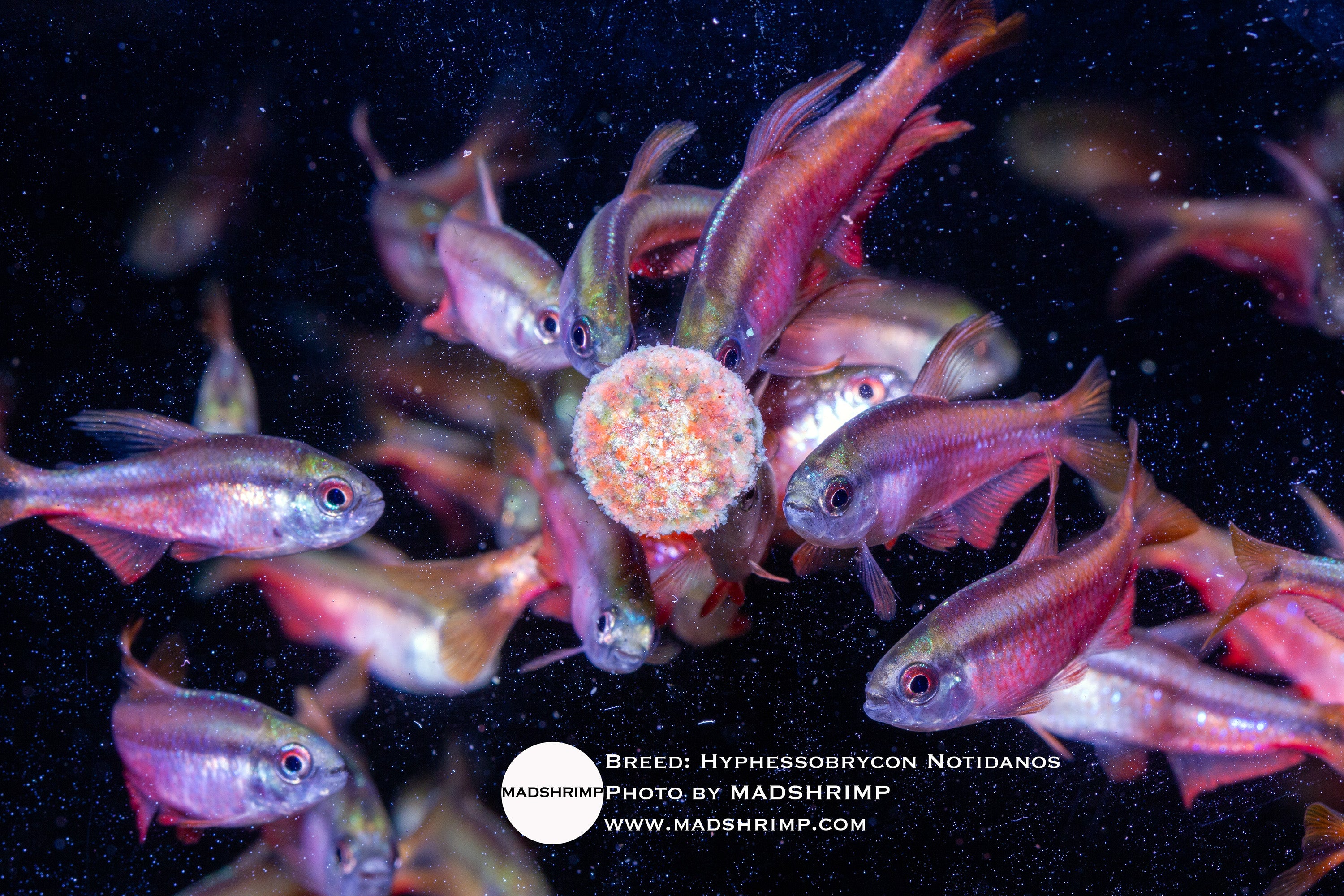 Red Devil tetra (Hyphessobrycon notidanos red), photo 2