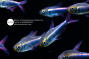 Bleeding blue tetra (Hyphessobrycon margitae)