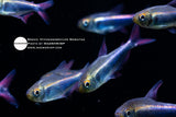 Hyphessobrycon Margitae