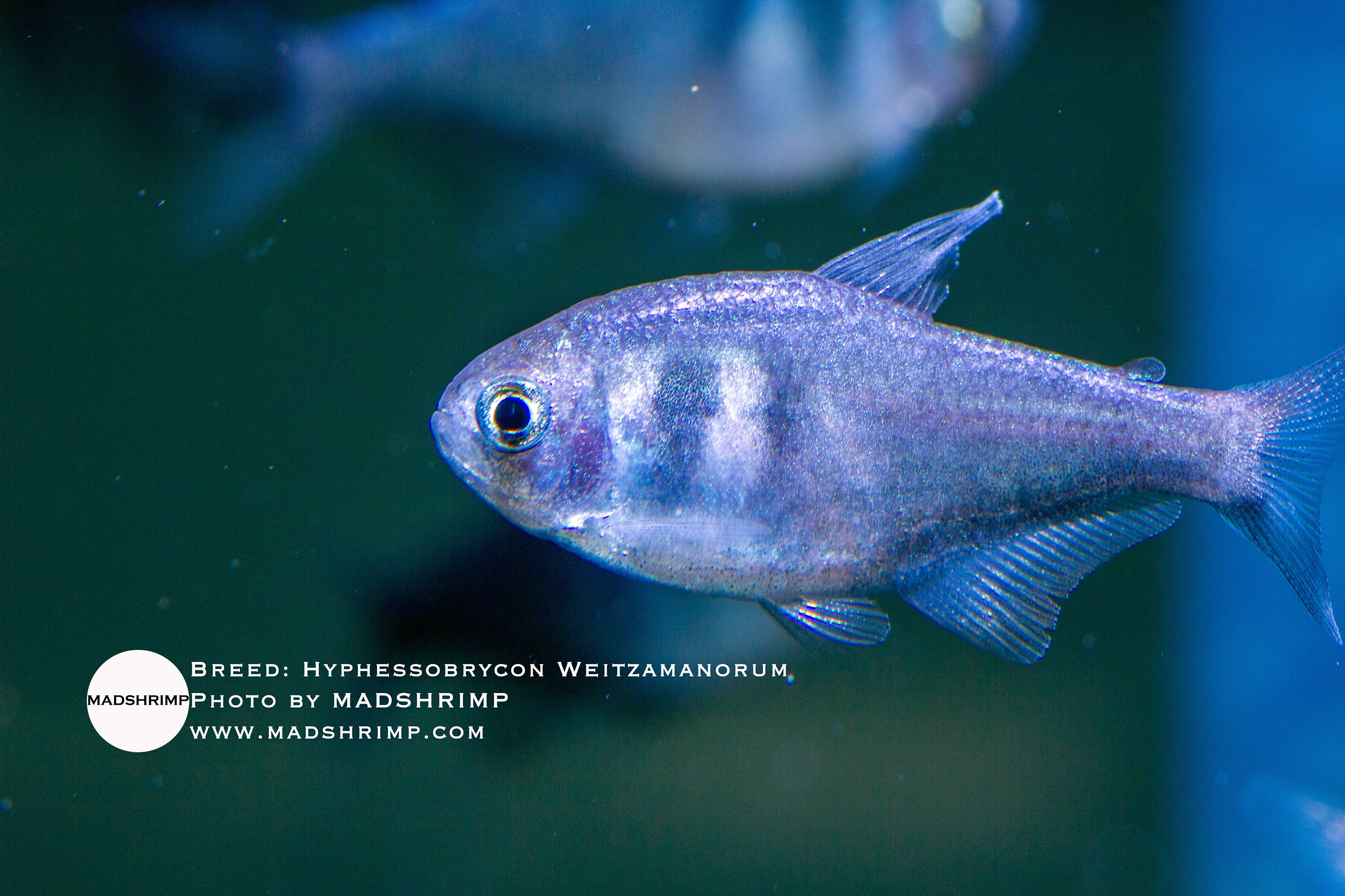Steel blue tetra (Hyphessobrycon weitzmanorum)
