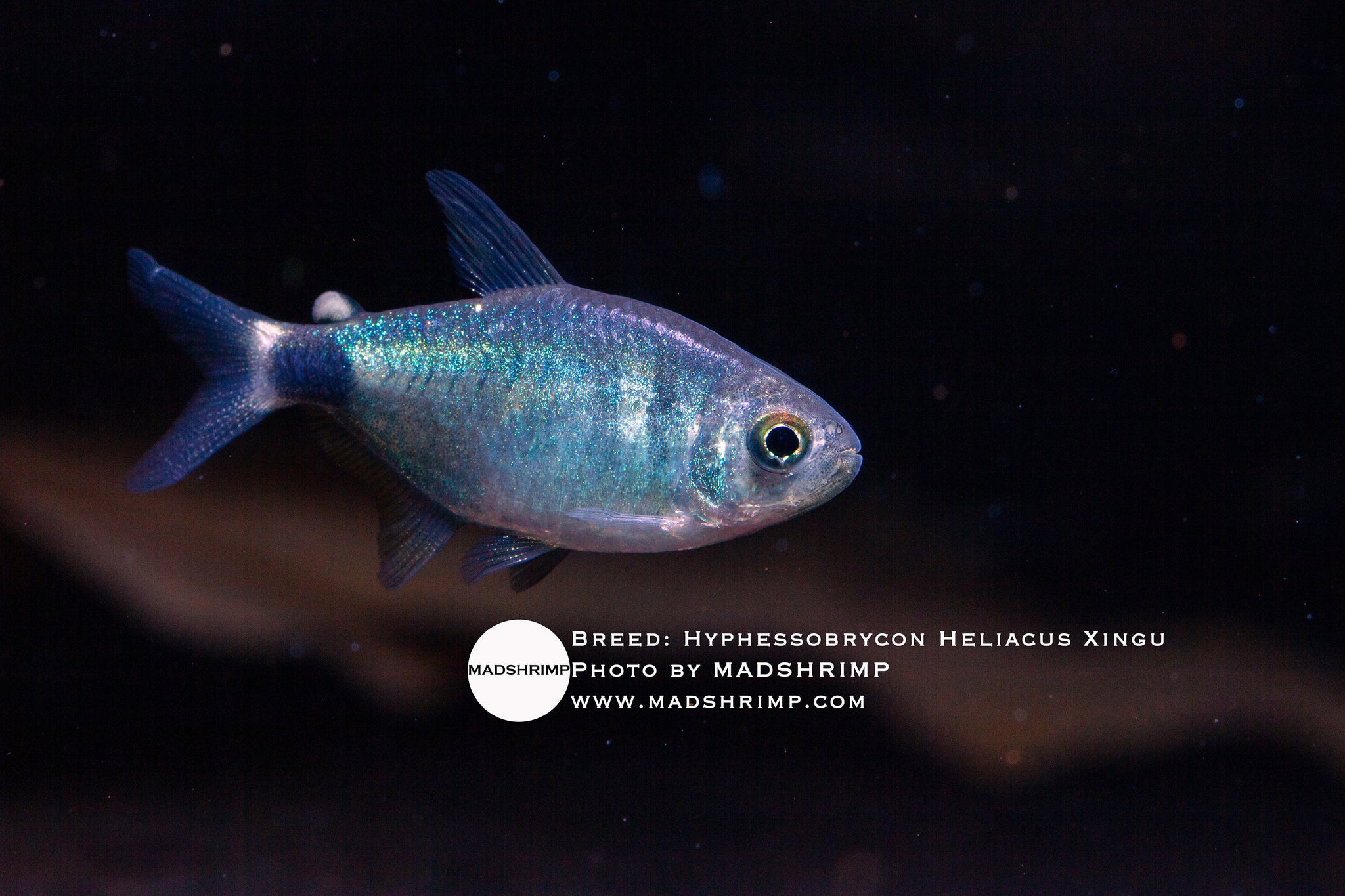 Hyphessobrycon Heliacus Xingu