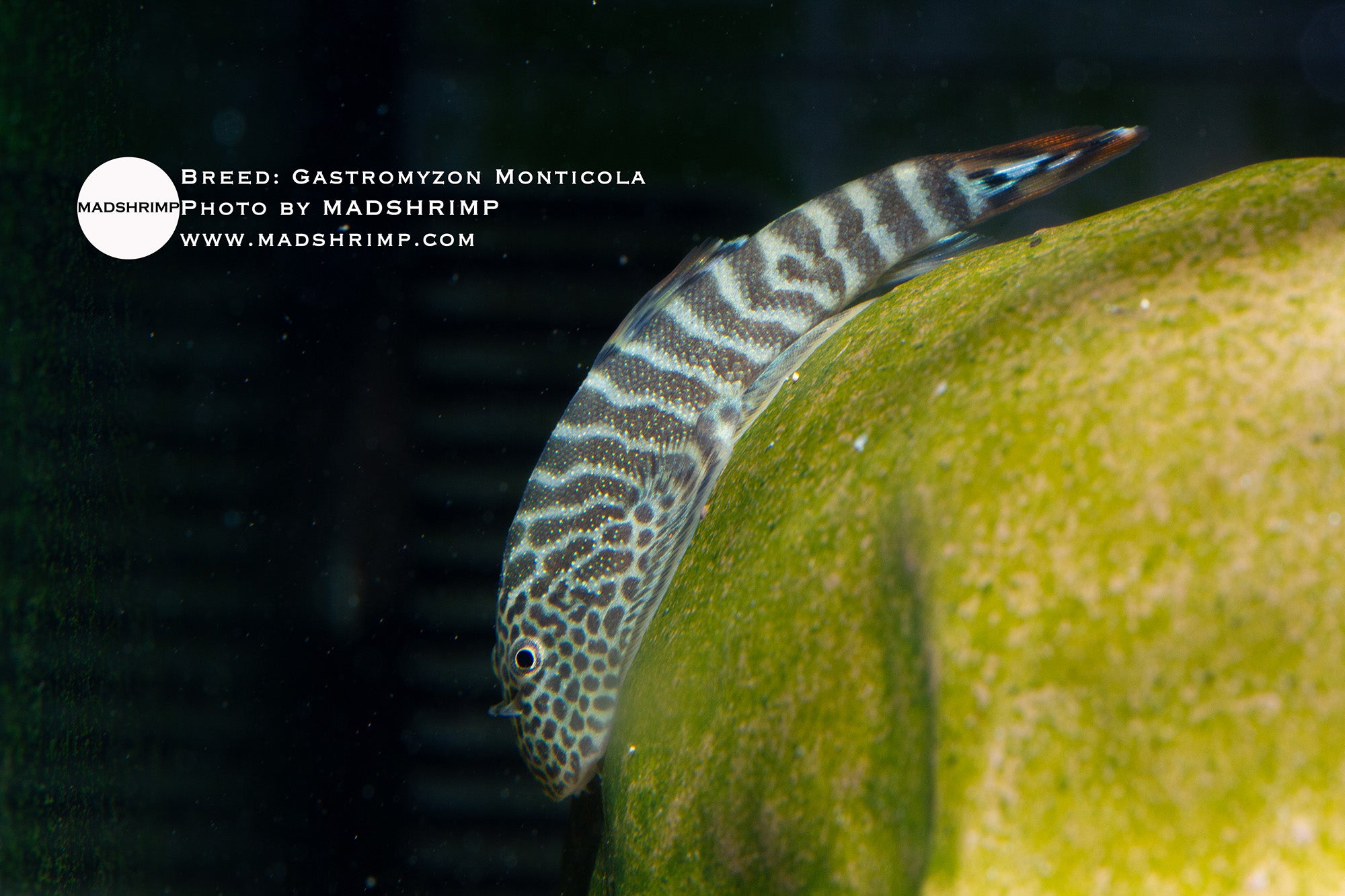 Gastromyzon Monticola