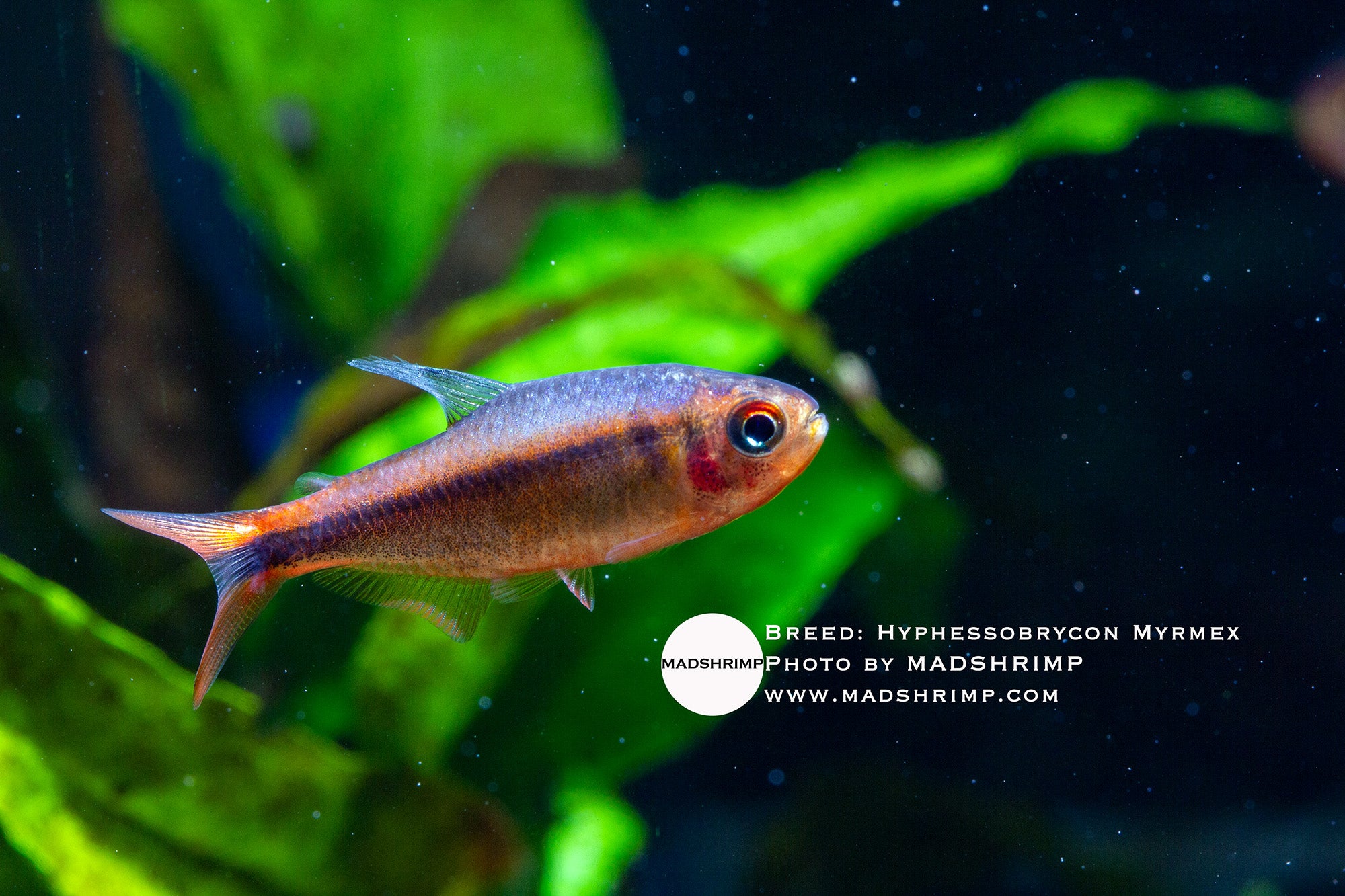 Fire Ant tetra (Hyphessobrycon myrmex), photo 2