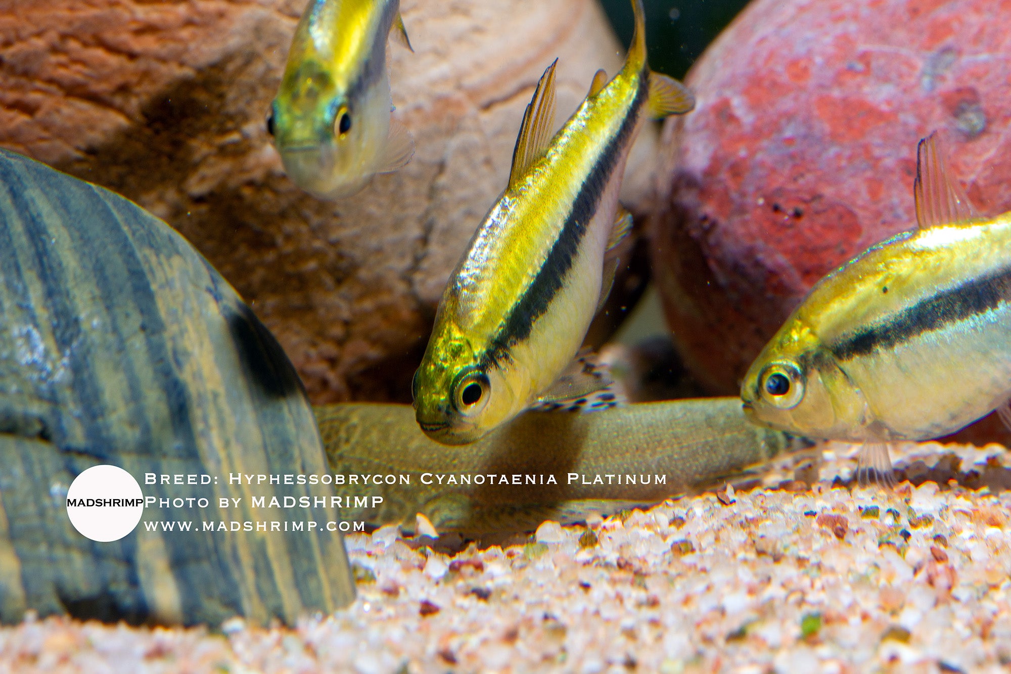 Hyphessobrycon Cyanotaenia Platinum