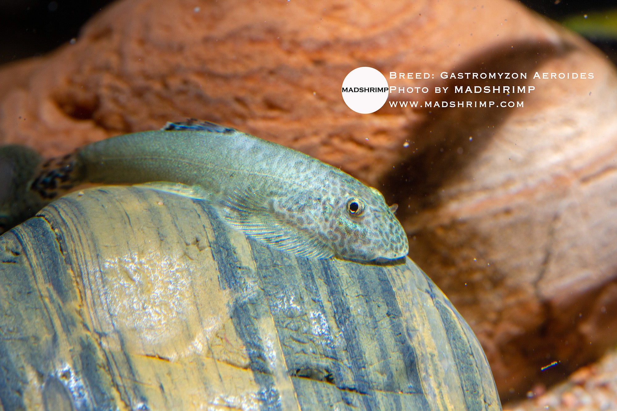 Gastromyzon aeroides Borneo loach